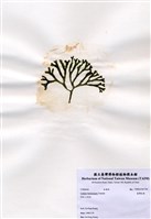 藏品(臺灣松藻)的圖片